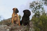 CANE CORSO 146